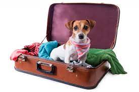 Kleiner Hund im Koffer