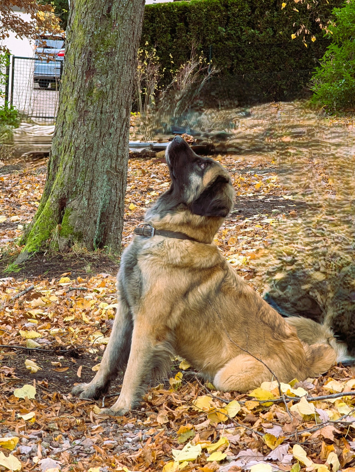 Leoline – unsere Hausdame im Garten